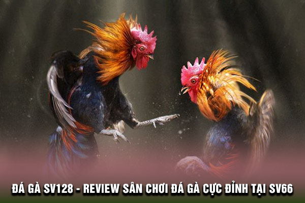 Đá gà SV128 - Review sân chơi đá gà cực đỉnh tại SV66