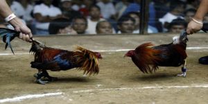 Sức Hút Mãnh Liệt Của Đá Gà Trực Tiếp Philippines
